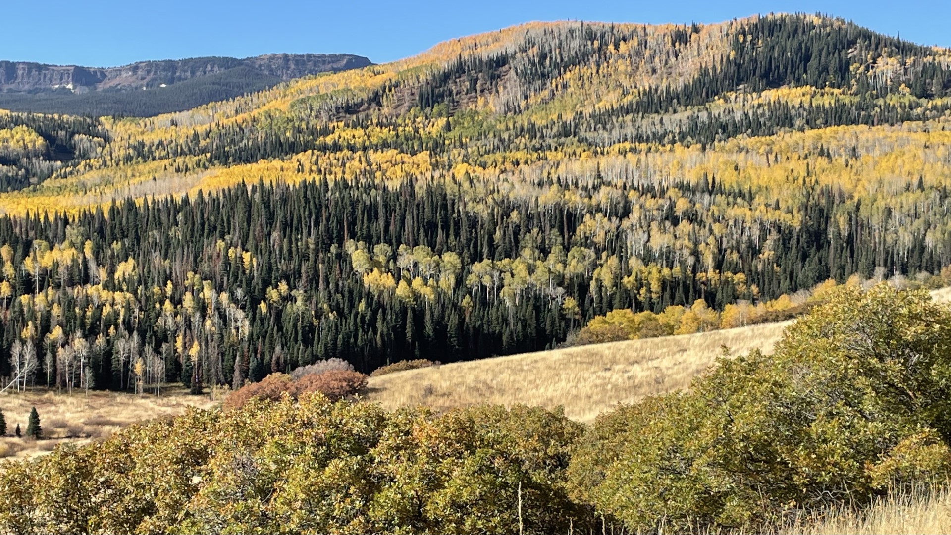 Fall colors near Ripple Creek Pass Flat along Tops Trail Scenic Byway