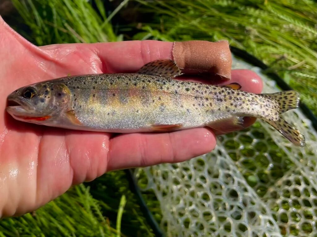 Rio Grande Cutthroat from Costilla Creek NM