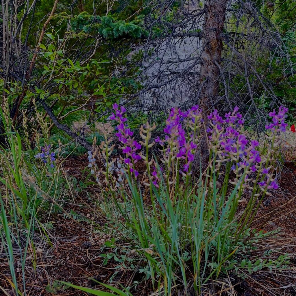 Wildflowers along Clear Creek Colorado