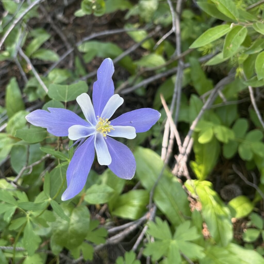 Columbine blooming along Clear Creek