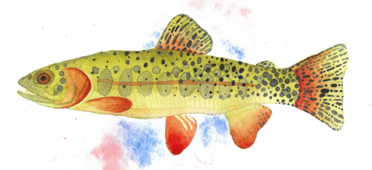 Greenback Cutthroat Water Color